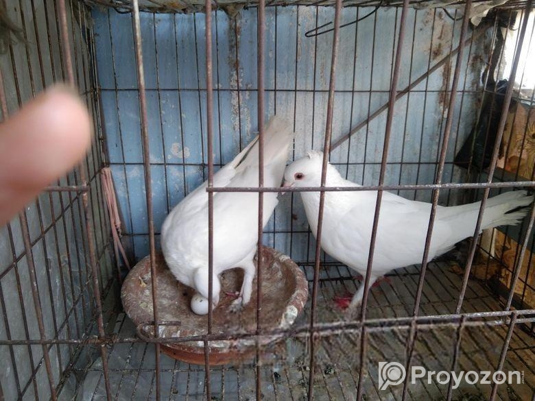 Kakji pigeon