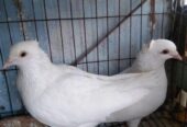 Kakji pigeon