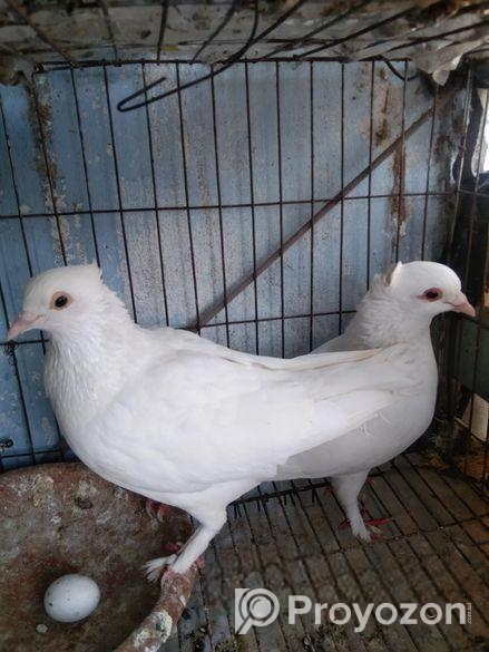 Kakji pigeon