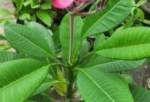 কাঠগোলাপ J4
