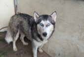 Siberian Husky pair