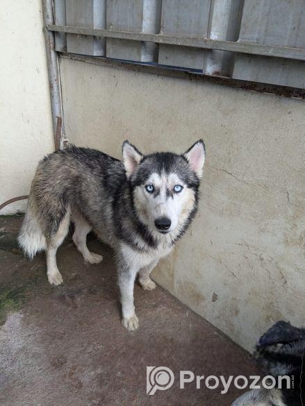 Siberian Husky pair