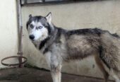 Siberian Husky pair