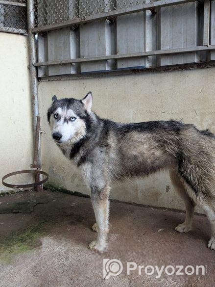 Siberian Husky pair