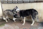 Siberian Husky pair