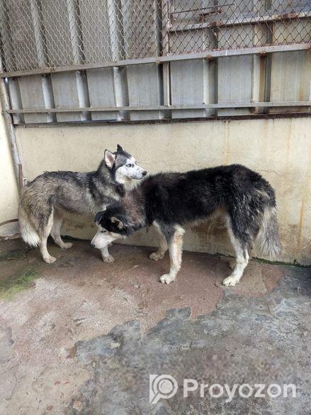 Siberian Husky pair