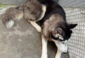Siberian Husky pair