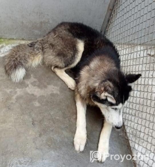 Siberian Husky pair