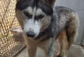 Siberian Husky pair