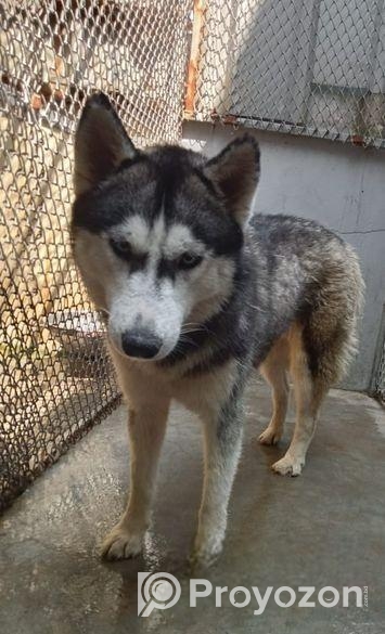 Siberian Husky pair