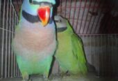 টিয়া পাখি