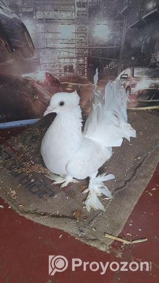 হাই কোয়ালিটি লক্ষা কবুতর