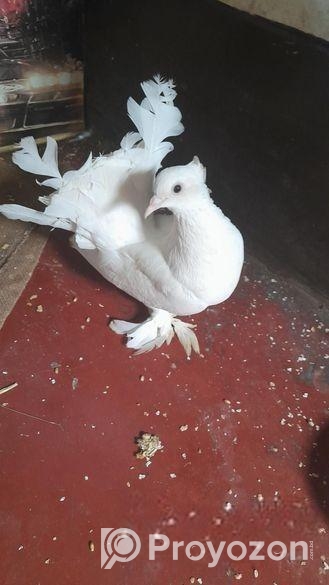 হাই কোয়ালিটি লক্ষা কবুতর