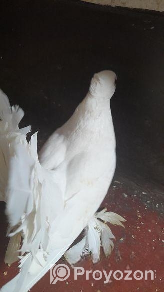 হাই কোয়ালিটি লক্ষা কবুতর