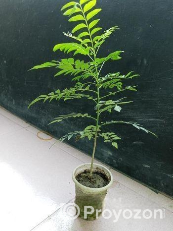 কারি পাতা গাছ বিক্রি