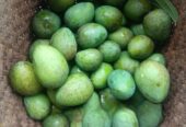 নিজস্ব বাগানের আম