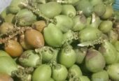 সরাসরি বাগান থেকে সংগ্রহ করা টাটকা-তাজা ডাব