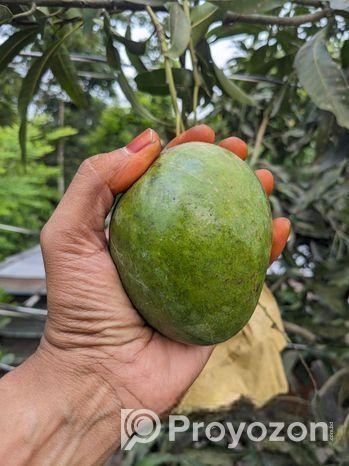 Himsagar mango ‍Sell Hobe