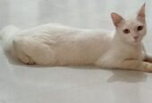 Parshian Cat