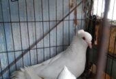 Kakji pigeon