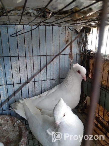 Kakji pigeon