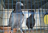 1 Gibson pigeon