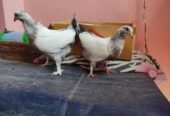 Peshuari and Giribaj pigeons’ chicks