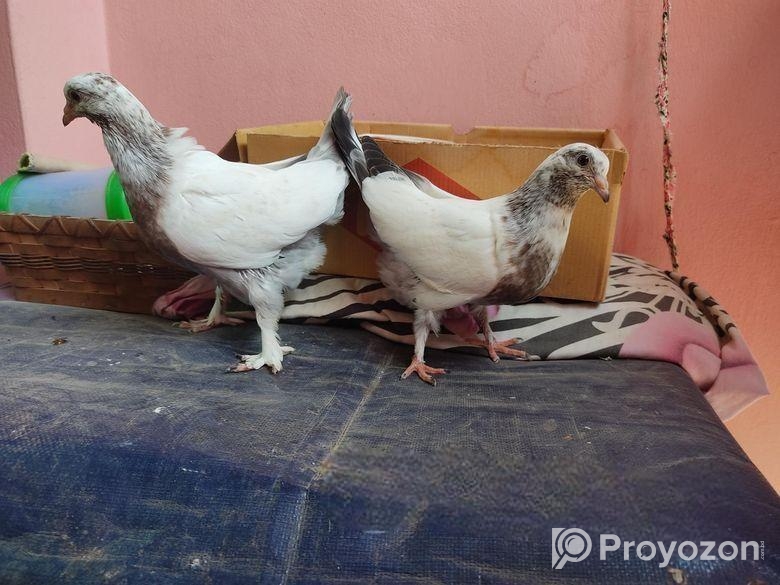 Peshuari and Giribaj pigeons’ chicks