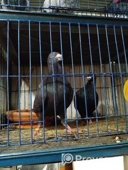 1 Gibson pigeon
