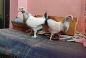 Peshuari and Giribaj pigeons’ chicks