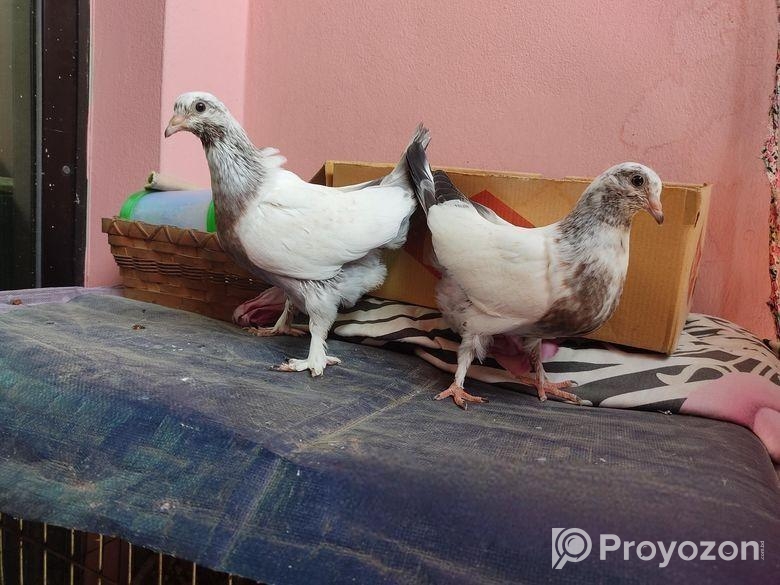 Peshuari and Giribaj pigeons’ chicks