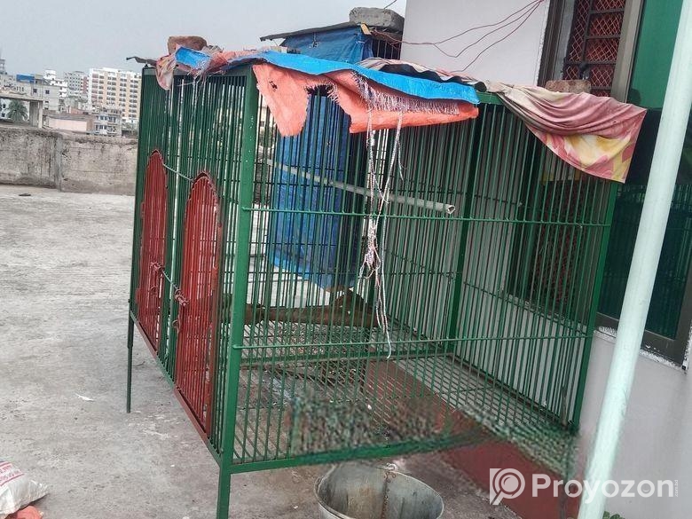 কবুতরের ধাপরী নাট সিস্টেম