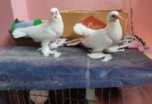 Peshuari and Giribaj pigeons’ chicks