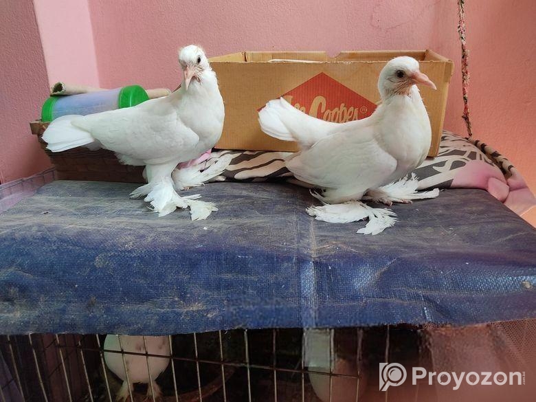 Peshuari and Giribaj pigeons’ chicks
