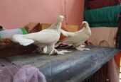 Peshuari and Giribaj pigeons’ chicks