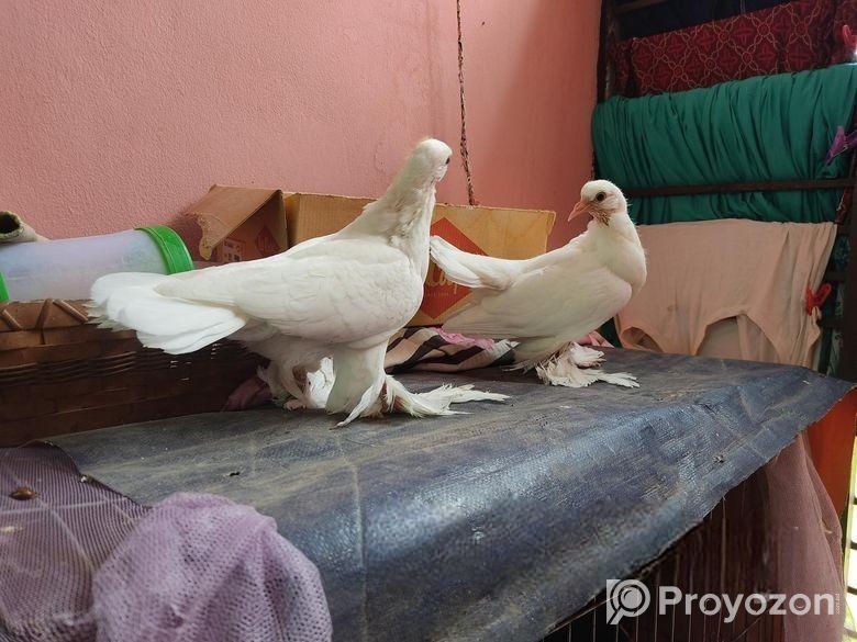 Peshuari and Giribaj pigeons’ chicks