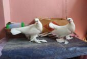 Peshuari and Giribaj pigeons’ chicks