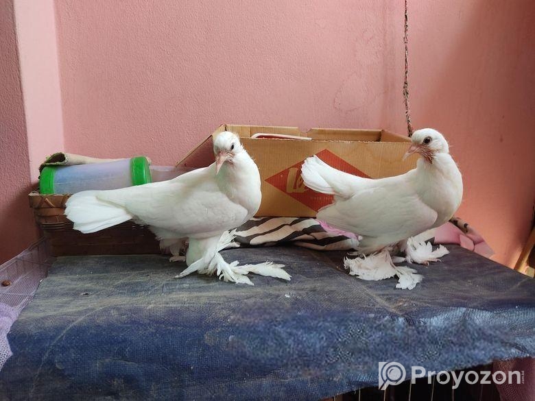 Peshuari and Giribaj pigeons’ chicks