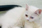 Odd Eye Persian