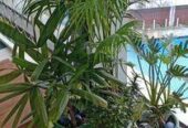 গাছ বিক্রি করা হয়