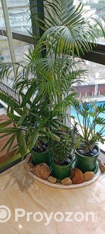 গাছ বিক্রি করা হয়