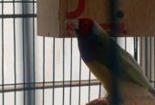 Goldian finch Sell Post