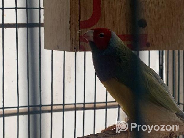 Goldian finch Sell Post