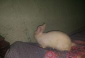 Rabbit sell hobe