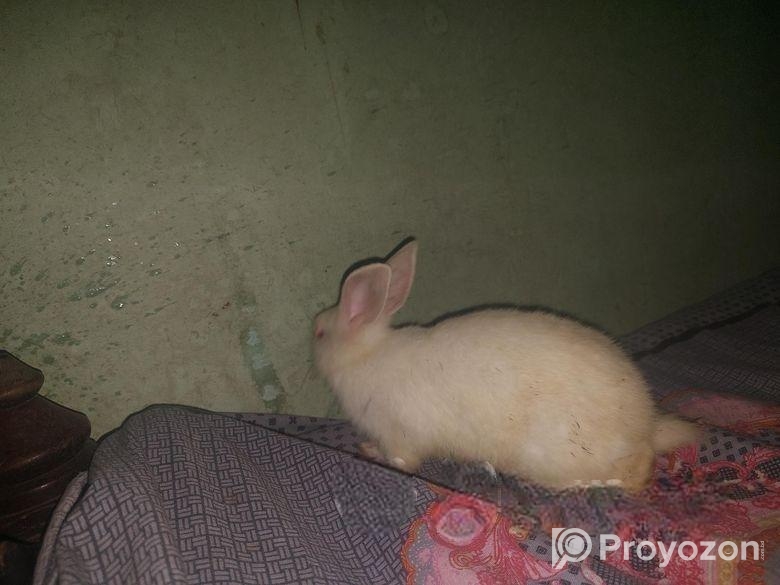 Rabbit sell hobe