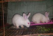 Rabbit sell hobe