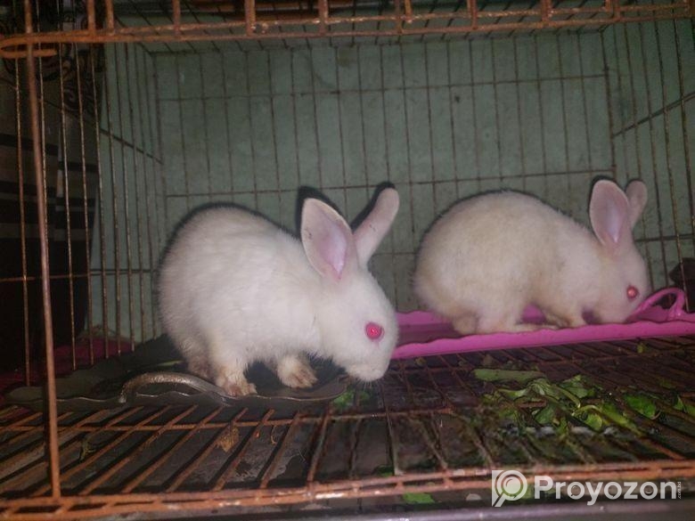 Rabbit sell hobe