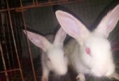 Rabbit sell hobe