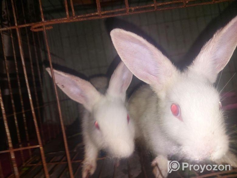 Rabbit sell hobe