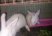 Rabbit sell hobe